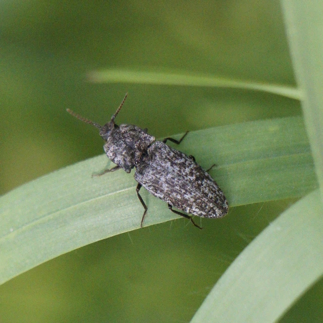 Agrypnus murinus - egérszínű pikkelyespattanó
