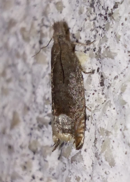 Ancylis tineana - galagonyasodró horgasmoly