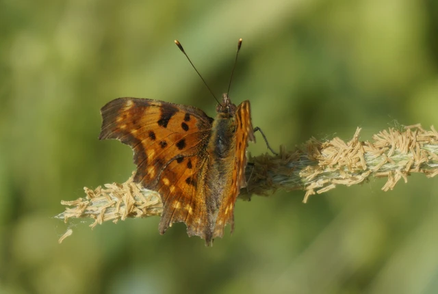 Nymphalis c-album - C-betűs lepke
