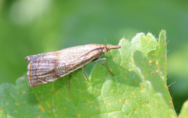 Thisanotia chrysonuchella - tavaszi fűgyökérmoly