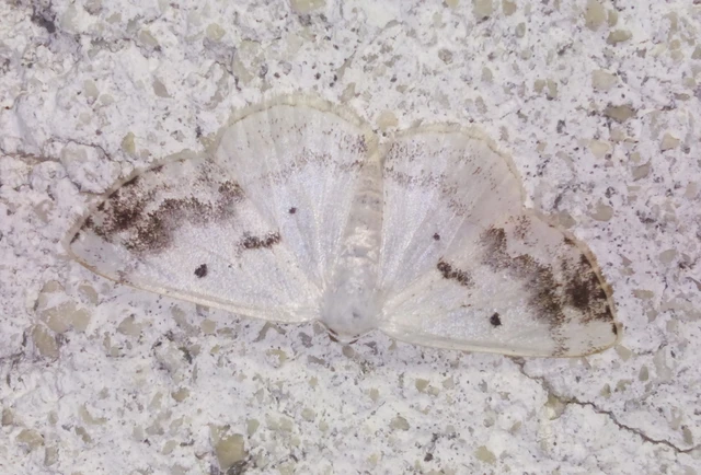 Lomographa temerata - foltos fehéraraszoló