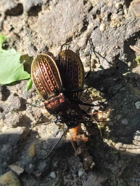Carabus ulrichii - rezes futrinka Carabus ulrichii - rezes futrinka