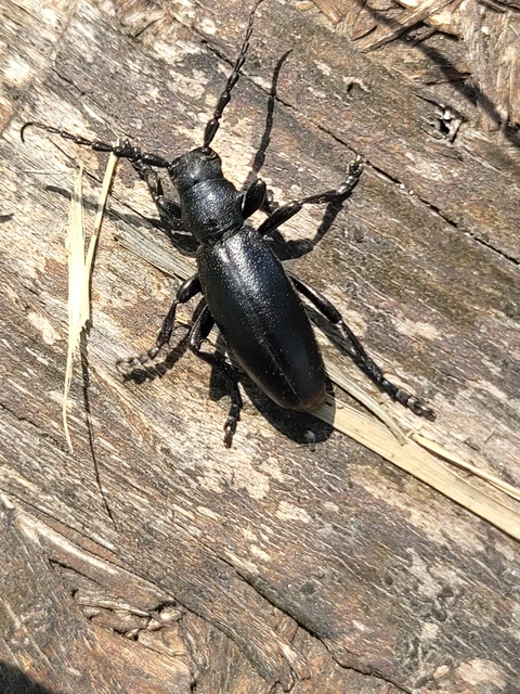 Dorcadion aethiops - fekete gyalogcincér