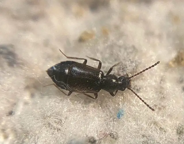 Lesteva longoelytrata - partfutó felemásholyva