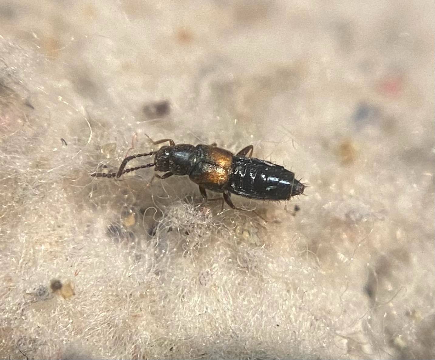 Atheta xanthopus - sárgás penészholyva