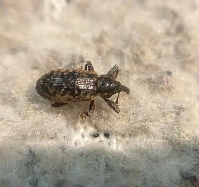 Dorytomus ictor - szegélyes hangormányos