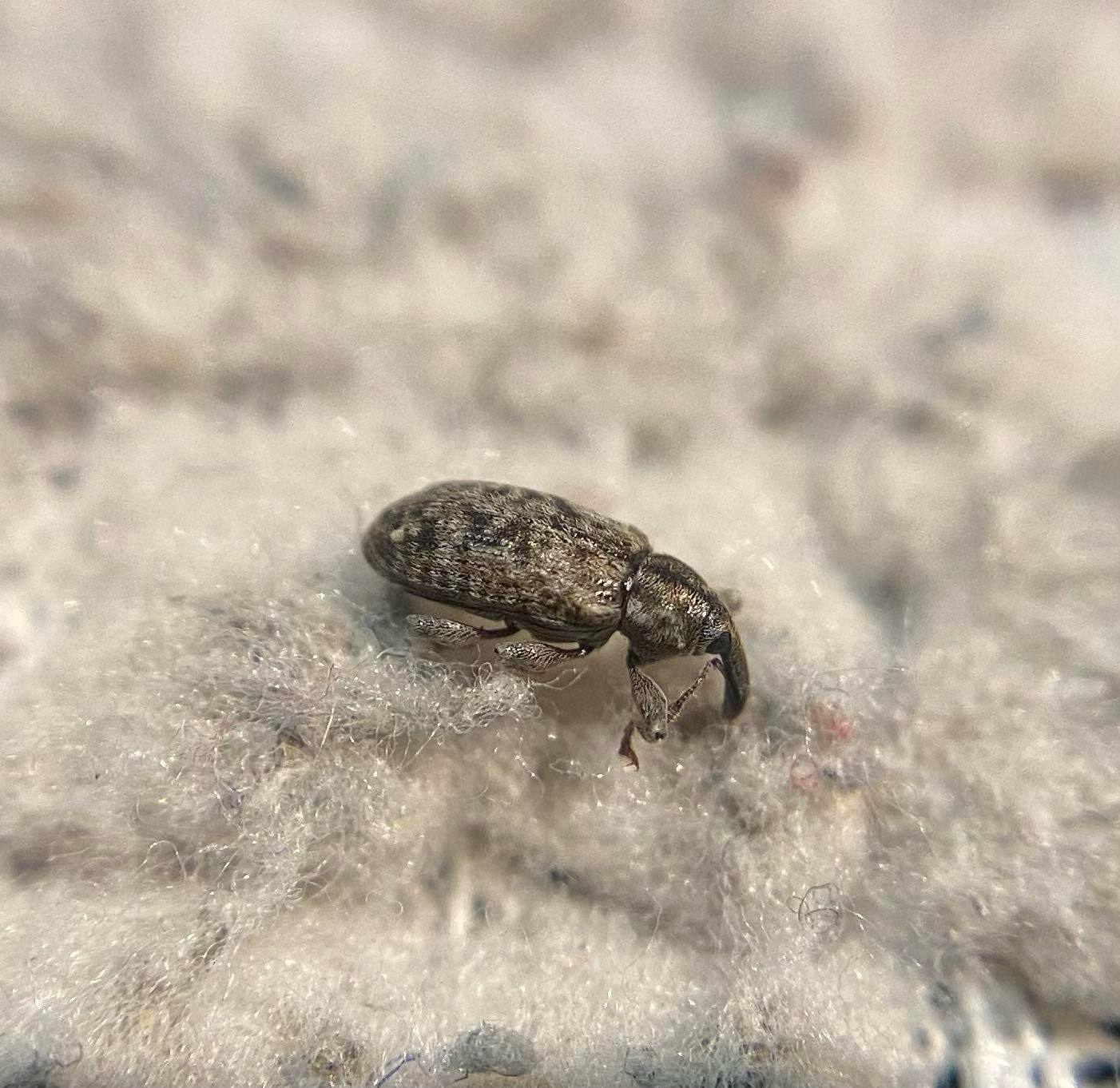 Dorytomus rubirostris - tavaszi hangormányos