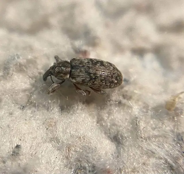 Dorytomus rubirostris - tavaszi hangormányos