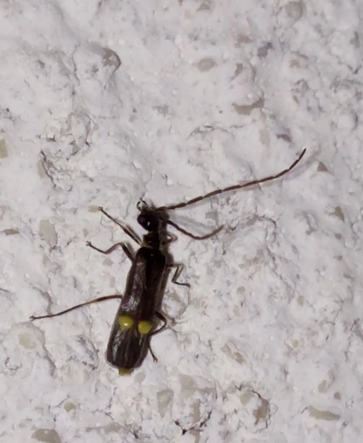 Malthodes Malthodes