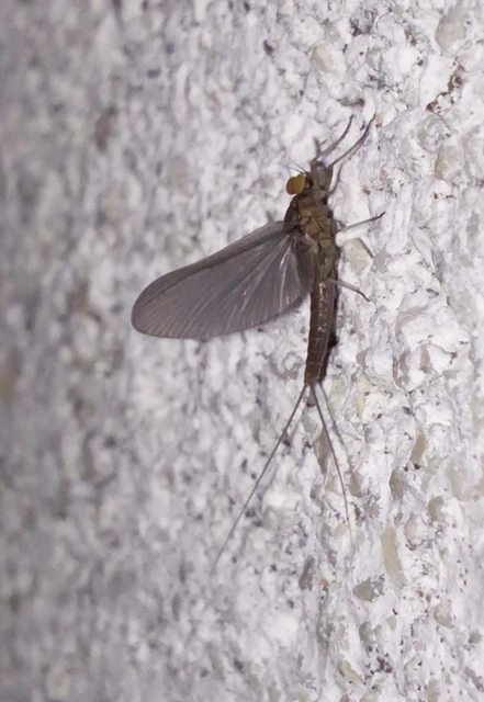 Ephemeroptera - Kérészek