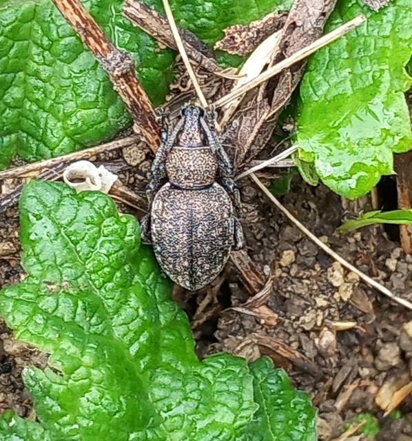 Otiorhynchus ligustici - vincellér-gyalogormányos