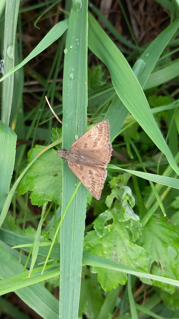 Erynnis tages - cigánylepke
