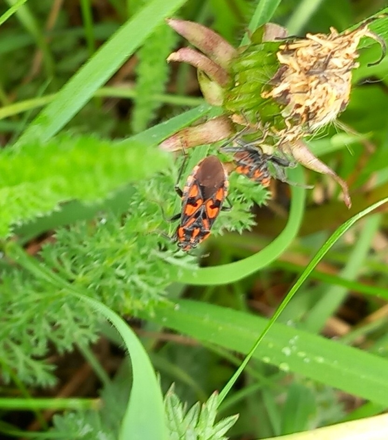 Spilostethus saxatilis - virágbodobács