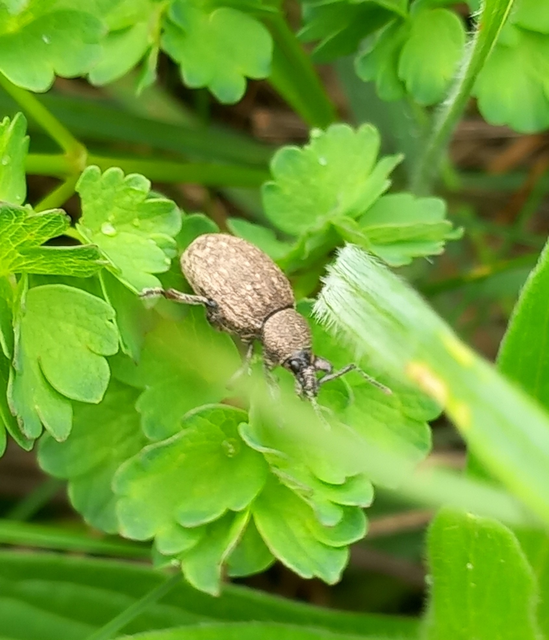 Otiorhynchus ligustici - vincellér-gyalogormányos
