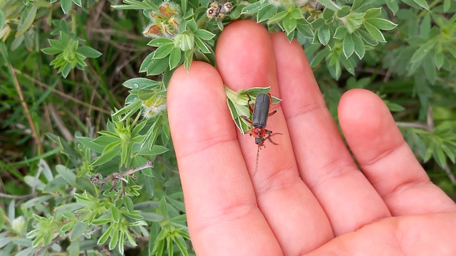 Cantharis rustica - suszterbogár