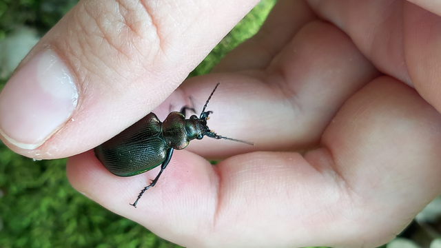 Calosoma inquisitor - kis bábrabló