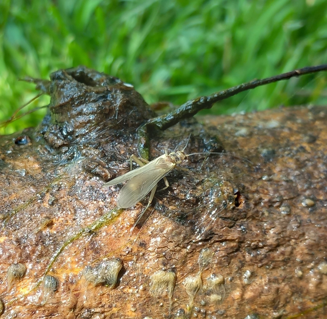 Plecoptera - Álkérészek