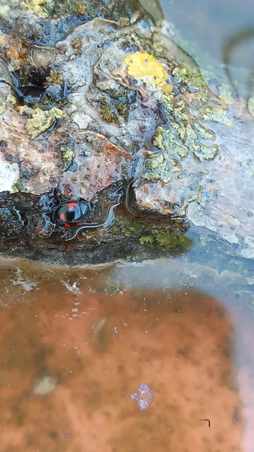 Exochomus quadripustulatus - négyfoltos szerecsenkata