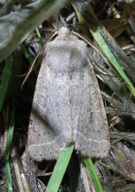 Orthosia cerasi - közepes barkabagoly