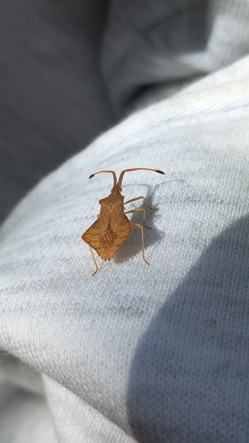 Syromastus rhombeus - vitorlás karimáspoloska