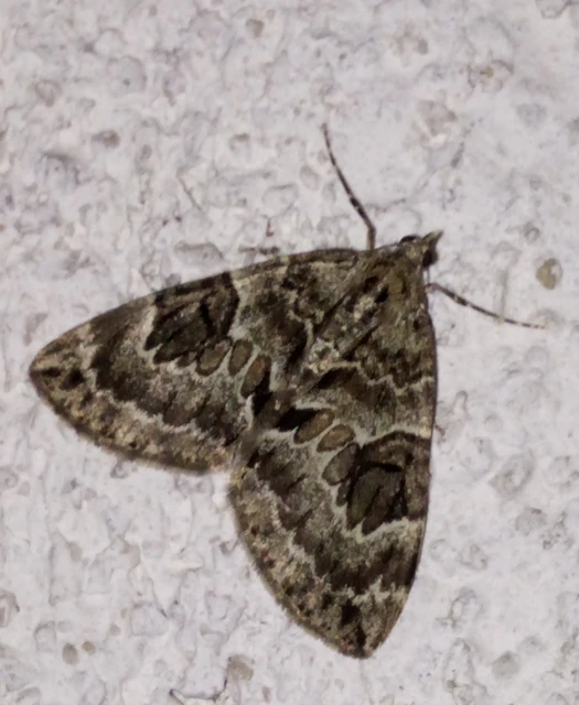 Thera variata/britannica
