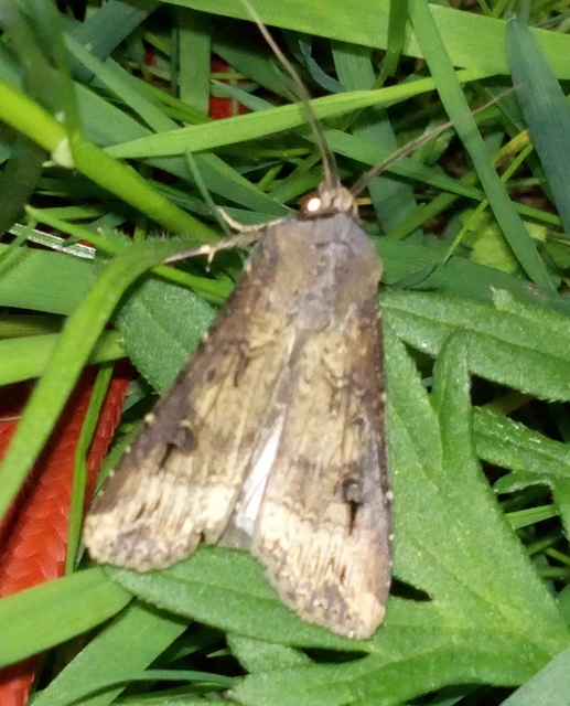 Agrotis ipsilon - nagy földibagoly