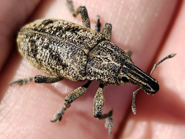 Cleonis pigra - közönséges bogáncsbarkó