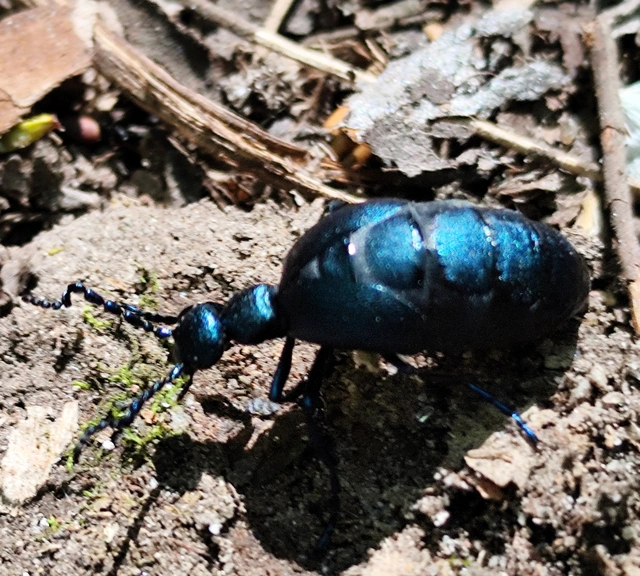 Meloe violaceus - kék nünüke
