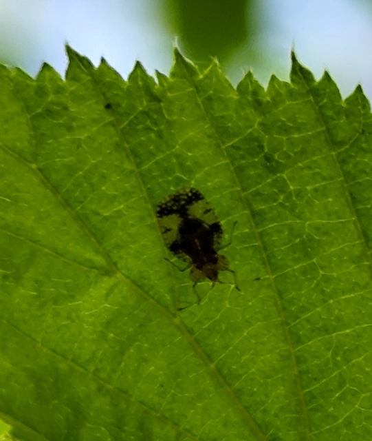 Stephanitis pyri - körte-csipkéspoloska