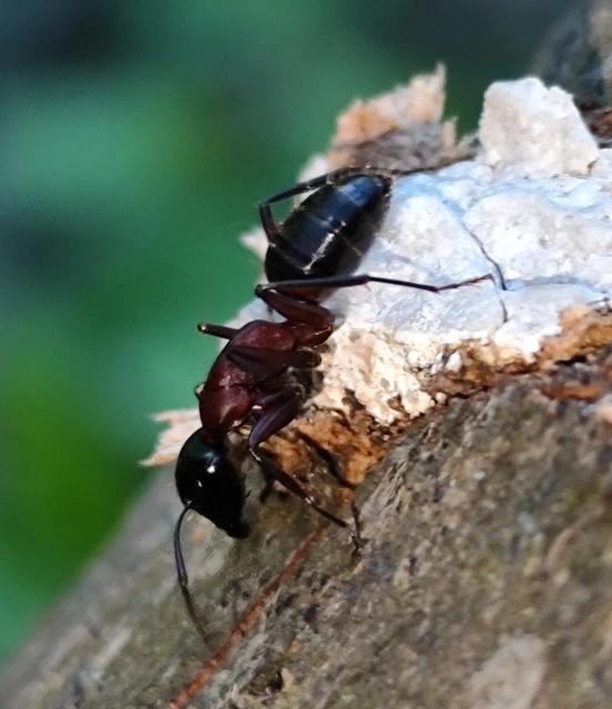Camponotus ligniperda - faodvasító lóhangya