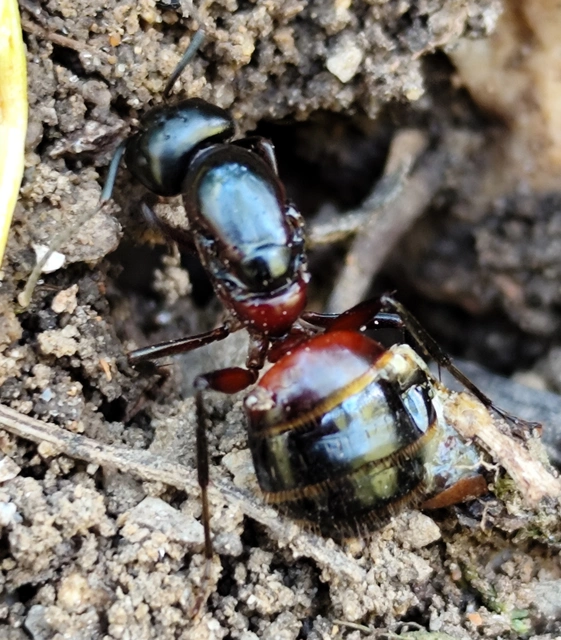 Camponotus ligniperda - faodvasító lóhangya