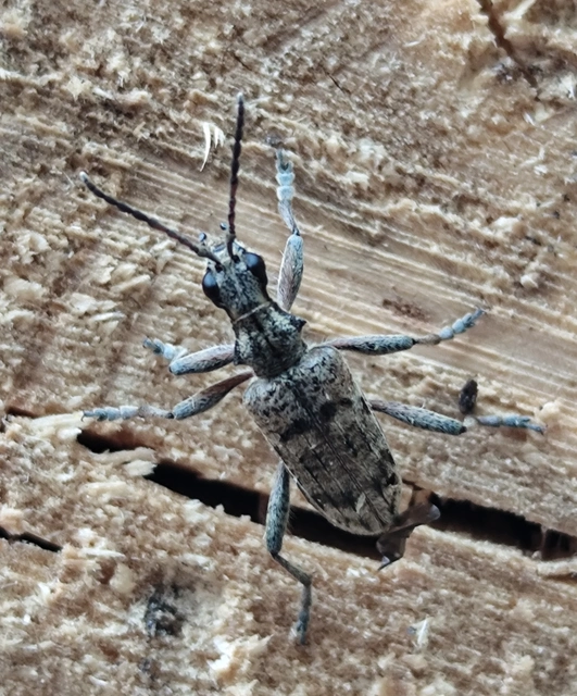 Rhagium inquisitor - fenyves-tövisescincér