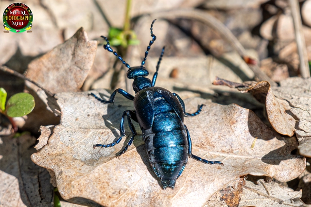Meloe violaceus - kék nünüke