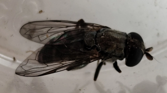 Syrphidae - zengőlegyek