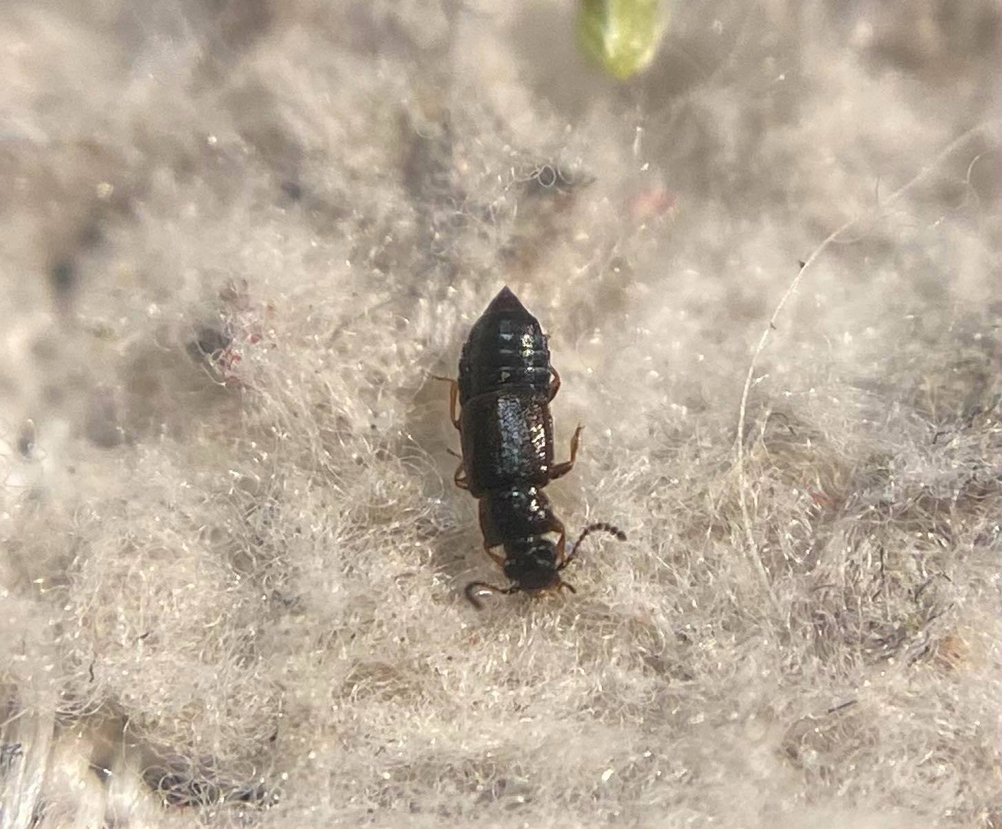 Omalium oxyacanthae - erdei barázdásholyva