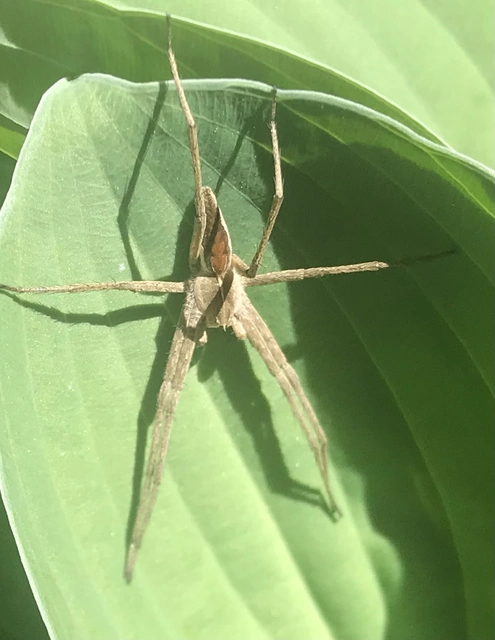 Pisaura mirabilis - csodáspók