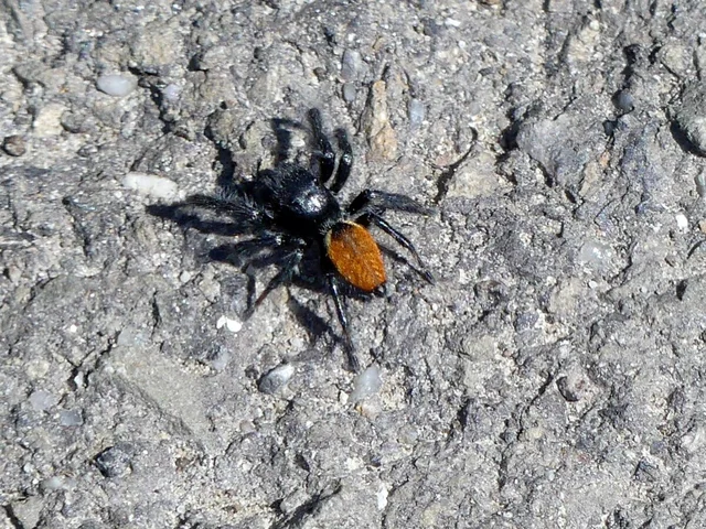 Carrhotus xanthogramma - rozsdás ugrópók