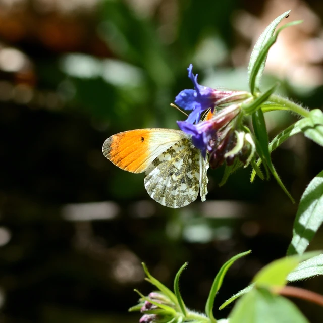 Anthocharis cardamines - hajnalpírlepke