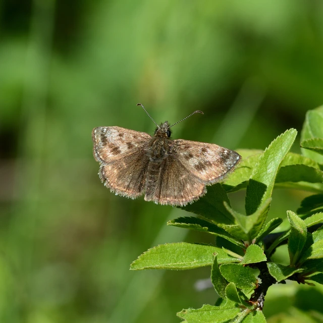 Erynnis tages - cigánylepke