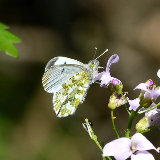 Anthocharis cardamines - hajnalpírlepke