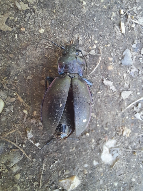 Carabus nemoralis - ligeti futrinka