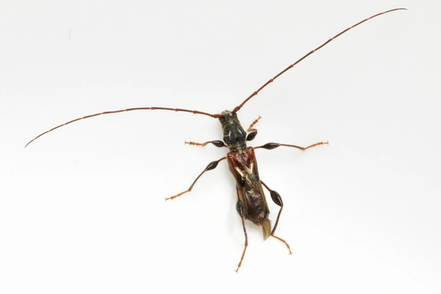 Molorchus minor - kis légycincér