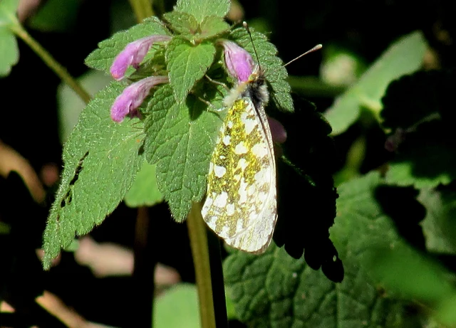 Anthocharis cardamines - hajnalpírlepke