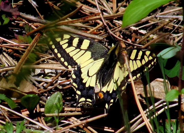 Papilio machaon - fecskefarkú lepke