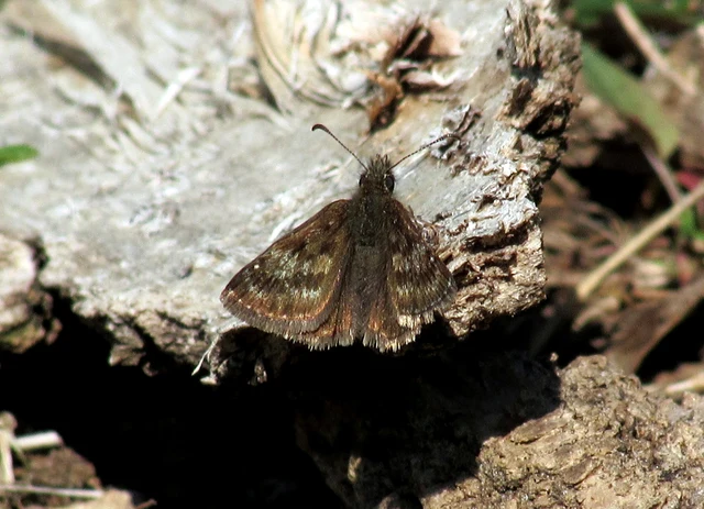 Erynnis tages - cigánylepke