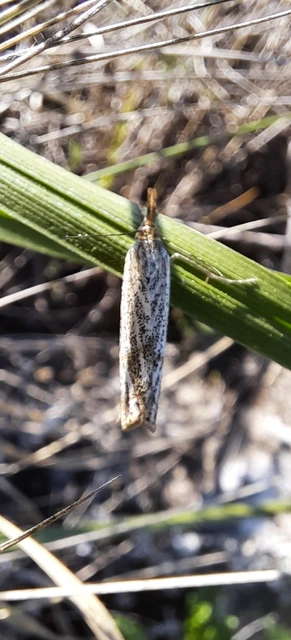 Thisanotia chrysonuchella - tavaszi fűgyökérmoly