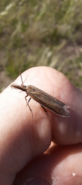 Pleurota marginella - barnasávos csíkosmoly