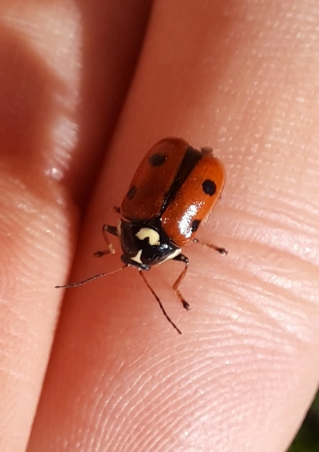 Cryptocephalus cordiger - szíves zömökbogár