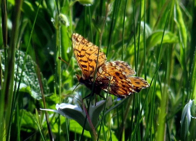Boloria dia - kis gyöngyházlepke