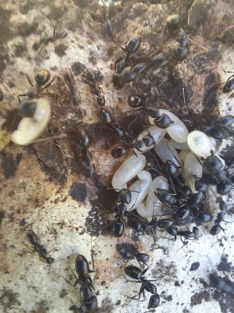 Camponotus aethiops - szőrös lóhangya